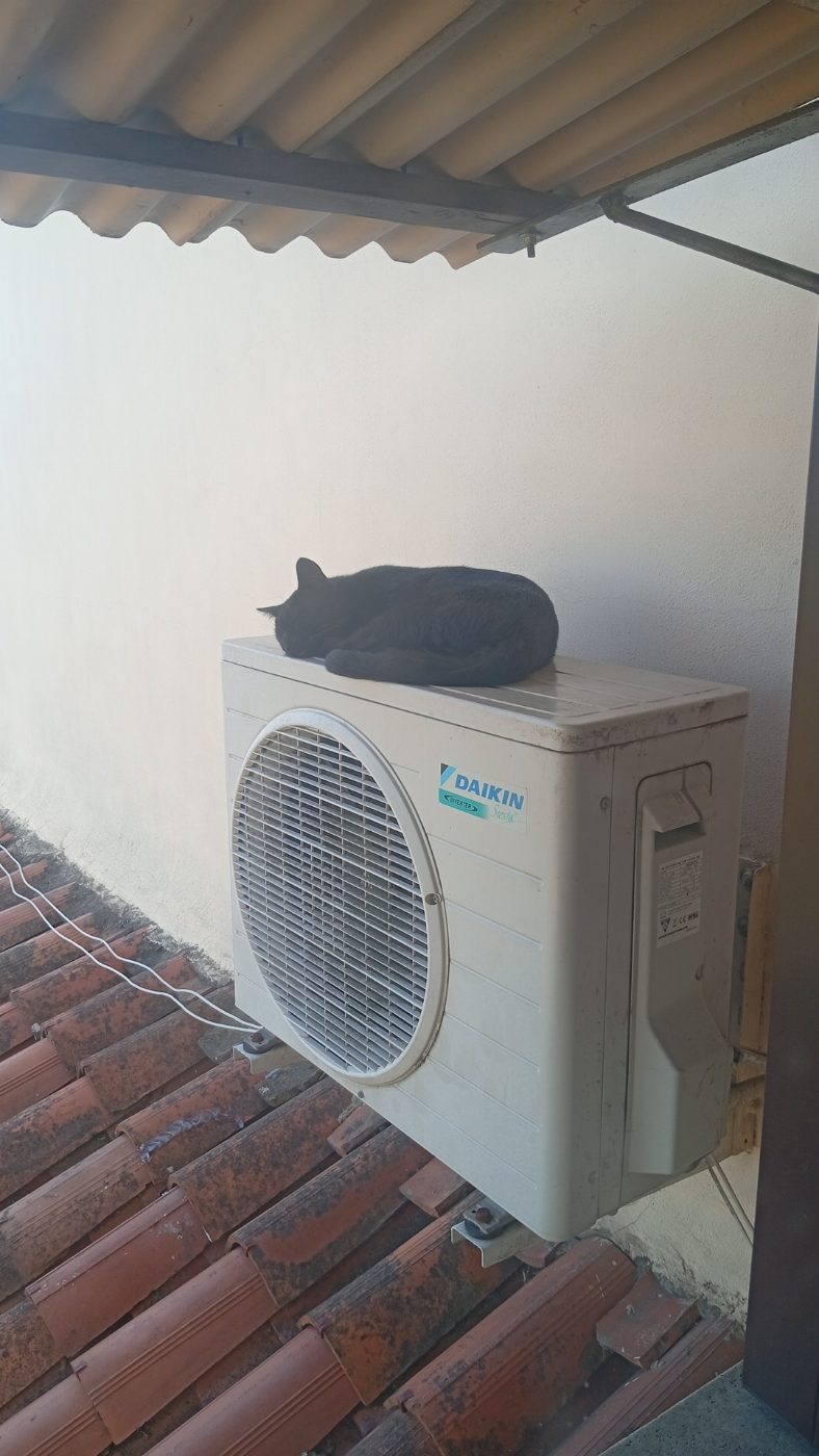 Gatto smarrito a Monselice